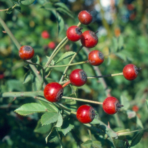 Red rose hips on green stems with small rose leaves