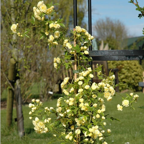 Potted climbing rose with pale yellow double flowers and green leaves