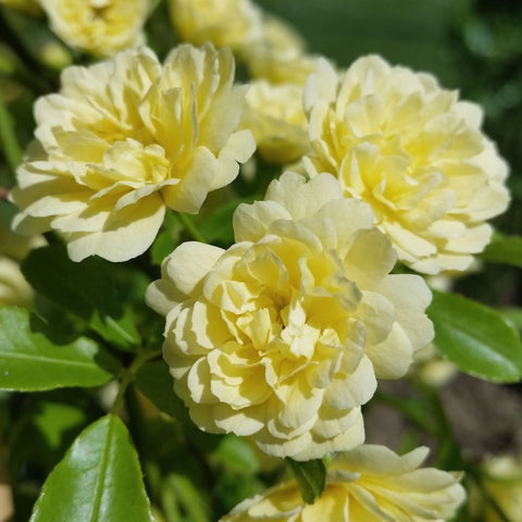 Close-up of pale yellow double rose blooms with layered petals