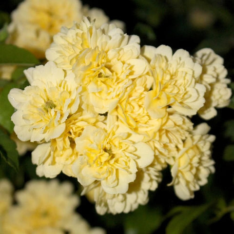 Dense cluster of pale yellow double rose flowers with ruffled petals