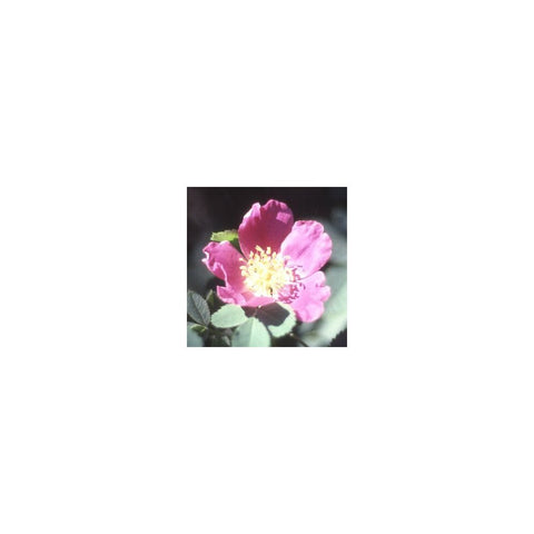 Shrub rose flower with pink petals and pale yellow center