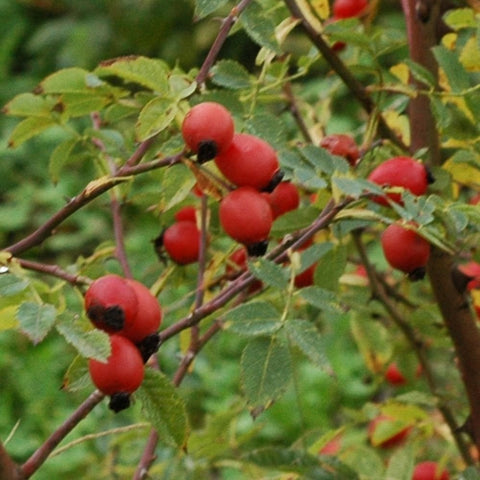 Shrub rose branches with red rose hips and green leaves