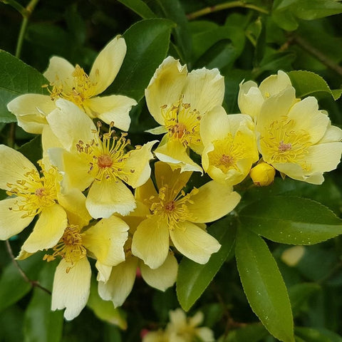 Lemon-yellow rose blossoms with layered petals and yellow centers on green foliage