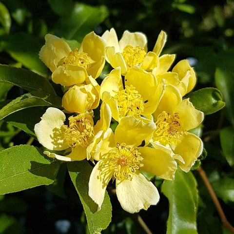 Cluster of yellow and pale yellow rose flowers with yellow stamens on leafy stems