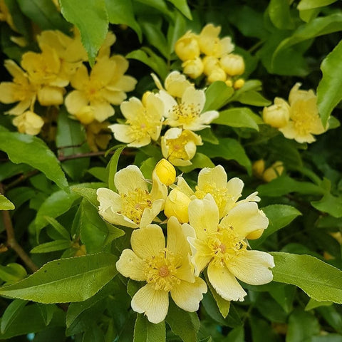 Small yellow rose blooms with ruffled petals and visible yellow centers on green leaves