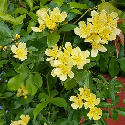 Spray of pale yellow rose flowers with ruffled centers amid dense green leaves