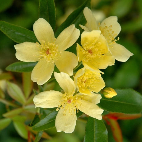 Yellow rose blossoms with five petals each and prominent yellow centers on green stems