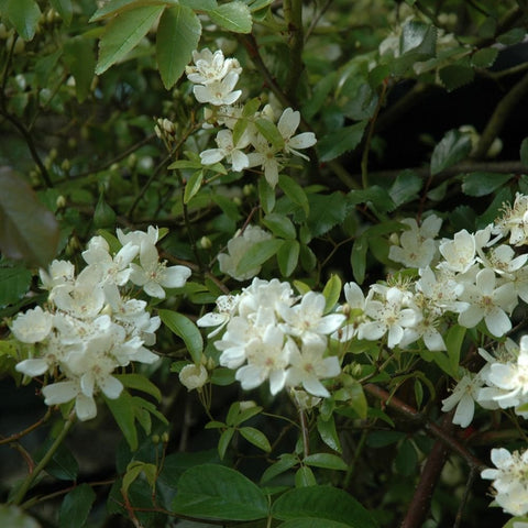 Climbing rose with clusters of pale white flowers and glossy green leaves