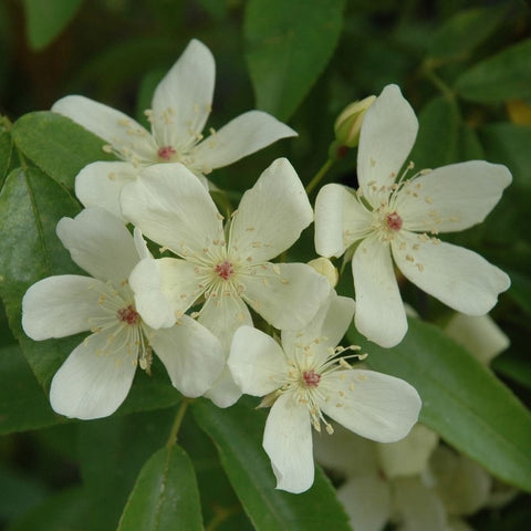 Climbing rose with five-petal pale cream blossoms and red-centered stamens