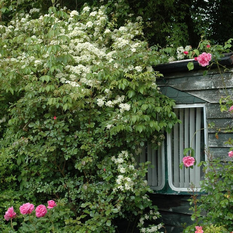Climbing rose vine with white flower clusters and pink blooms over a wall