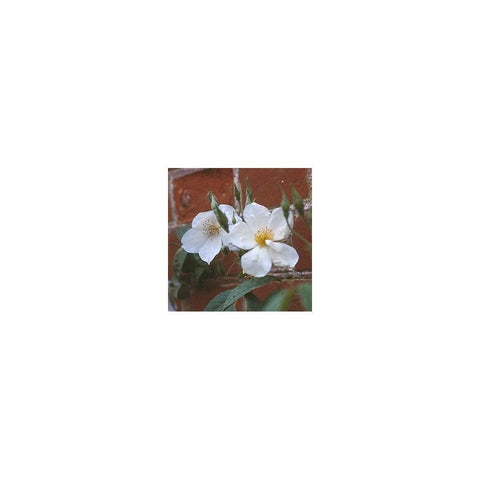 White rambling rose bloom with five petals and yellow stamens on leafy stems