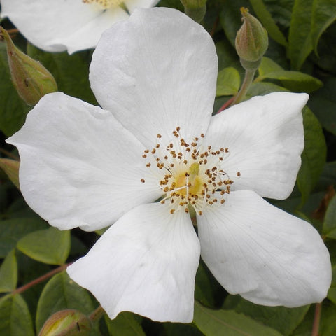 White rambling rose flower close-up with five petals, yellow center stamens and buds