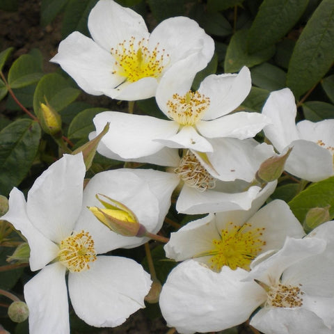 White rambling rose cluster with five-petal flowers, buds, and green leaves