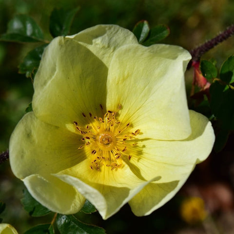 Yellow shrub rose blossom with dark center and green leaves on stem