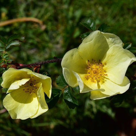 Pale yellow shrub rose blossoms on branching stems with green foliage