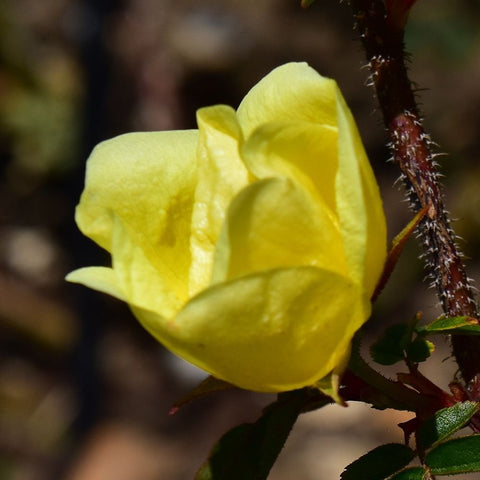 Pale yellow rose bud on thorny stem with green leaves