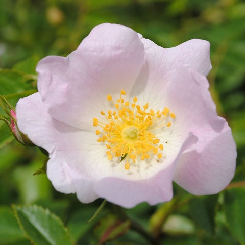 Shrub rose bloom with pale pink petals and yellow stamens, white center