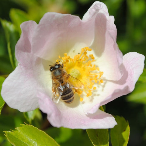 Shrub rose bloom with bee on pale pink petals and yellow stamens, white center