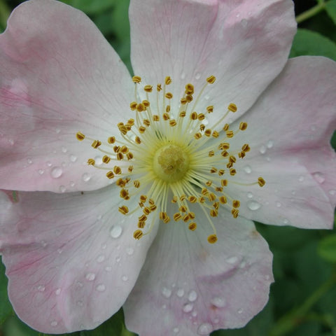 Shrub rose bloom with pale pink petals, yellow stamens, raindrops on petals