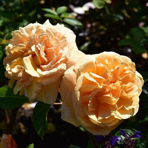 Peach-orange double rose blooms on green stems