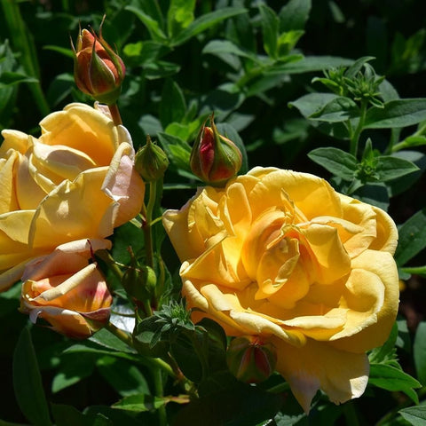 Yellow-orange rose bloom with several closed buds on green stems