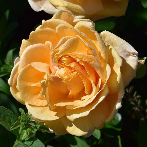 Close-up peach and cream double rose flower with layered petals