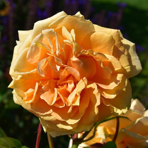 Large peach-orange double rose flower with ruffled petals