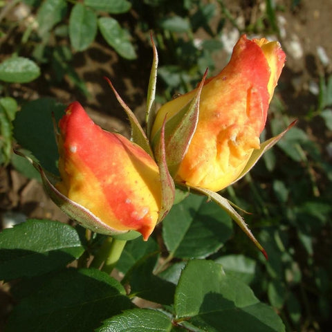 Two red-orange rose buds on green stems with leaves