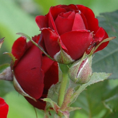 Red rose buds and blossoms on stems with green leaves, close-up