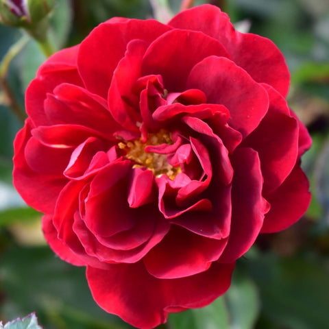 Red rose bloom with layered petals and visible yellow center, close-up