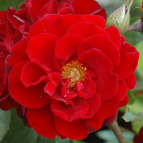 Red rose bloom with layered petals and yellow stamens, tight close-up