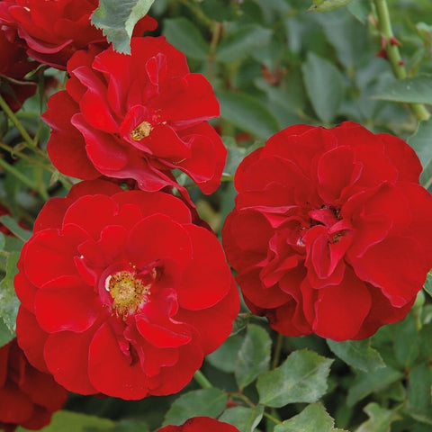 Cluster of red rose blooms with green leaves, mid-close view