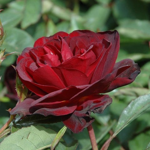 Dark red rose bud and bloom with green leaves, close-up