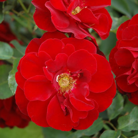 Red rose bloom with layered petals and yellow center, bright close-up