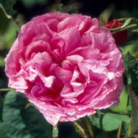 Pink ruffled double rose flower with layered petals on green leaves