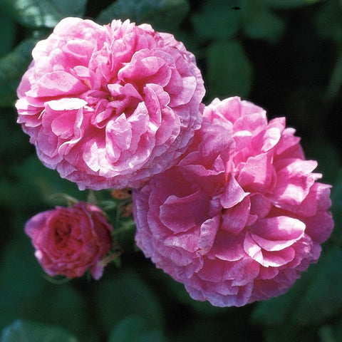 Pink ruffled double rose blooms, one large and one smaller on leafy stems
