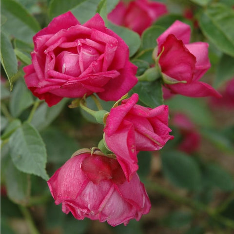 Pink rose blooms with layered petals on green leaves, close-up