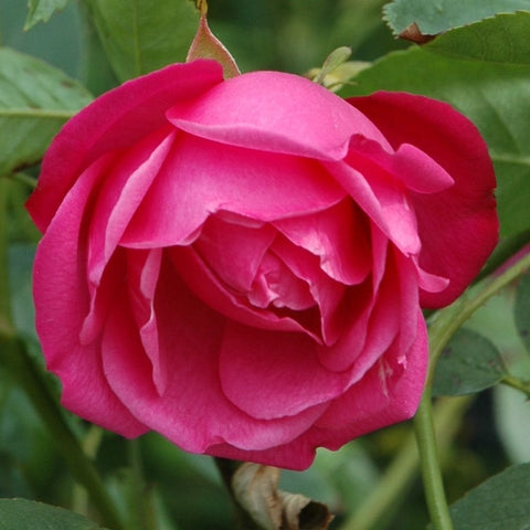 Large pink rose flower with layered petals, green foliage