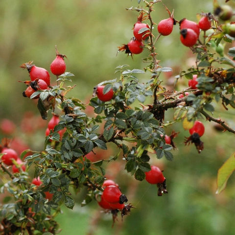 Rose hips and red berries on thorny branches with green leaves