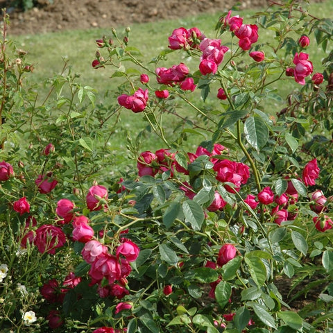 Pink rose bush with many buds and blooms, green leaves