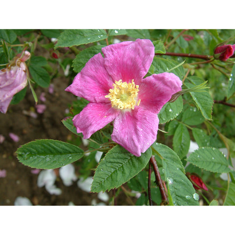 Pink shrub rose bloom with yellow center and green leaves on stems