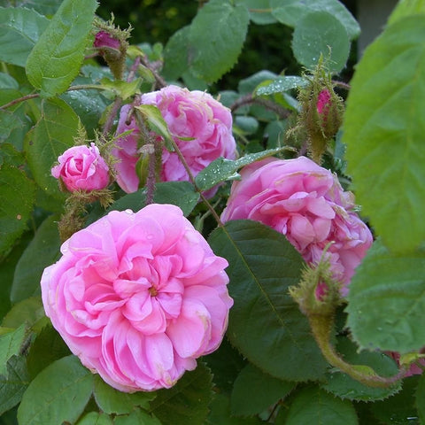 Pink moss rose buds and flowers on leafy stems