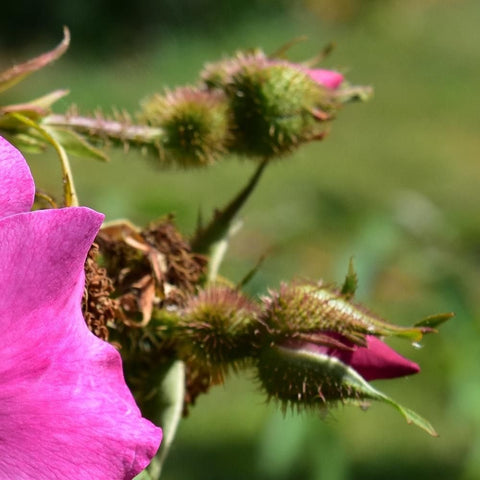 Shrub rose flower with bright pink petals on thorny stems