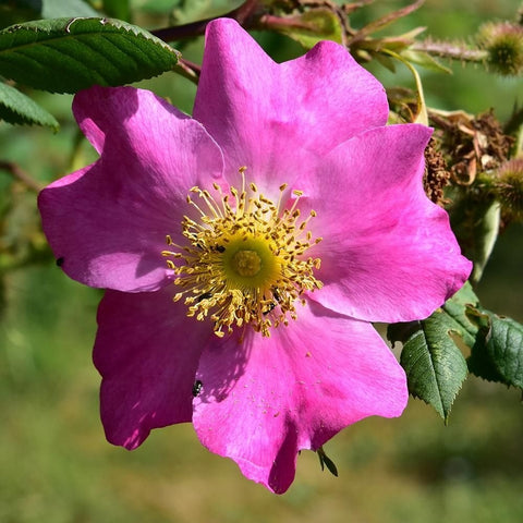Shrub rose blossom with bright pink five petals, yellow center and green leaves