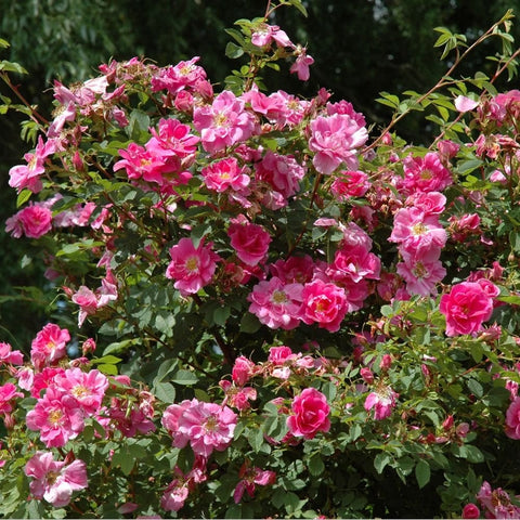 California rose 'Plena' with clusters of bright pink double blooms and green leaves