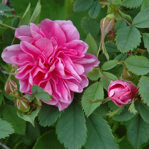 California rose 'Plena' single pink double flower with green leaves and buds