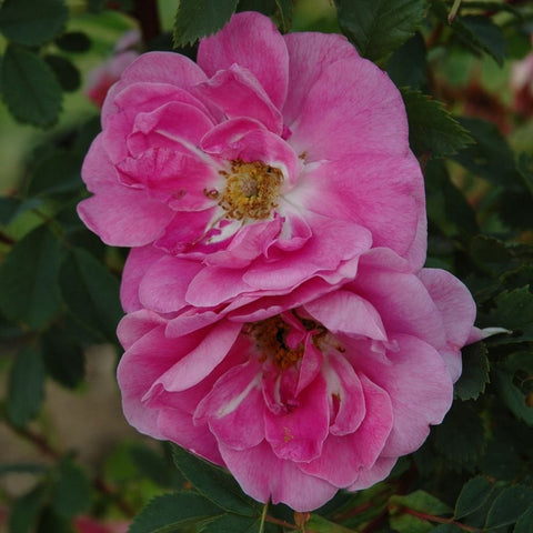 California rose 'Plena' close-up of two overlapping pink double blooms with yellow centers