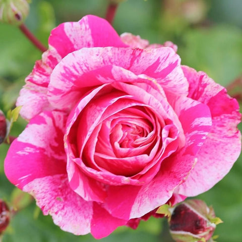 Pink rose with cream-striped petals, full bloom