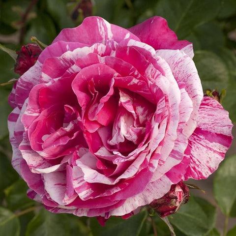 Ruffled pink rose bloom with cream streaks and layered center