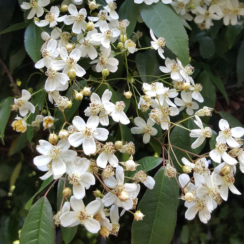 Rosa Cymosa rose: clusters of white five-petal flowers with green leaves